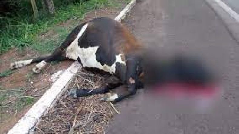 Em 30 minutos moradores carneiam vaca atropelada